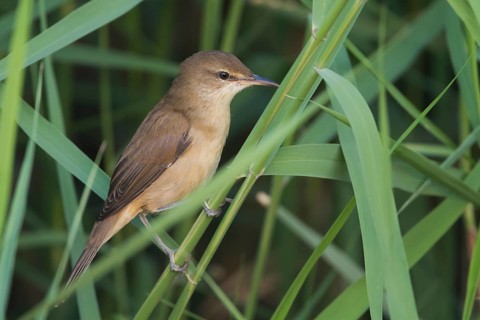 Clamorous Reed Warber - Stentorohrsänger - Acrocephalus stentoreus ssp. brunescens, Sultanate of