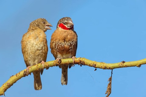 Cut-throat finch (Amadina fasciata), pair, perch, male and female, Road N4 to Kaolack, Firgui,