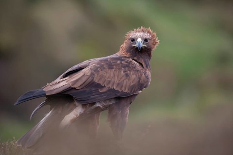 Golden eagle (Aquila chrysaetos) adult bird of prey raptor on a moorland, Scotland, United Kingdom