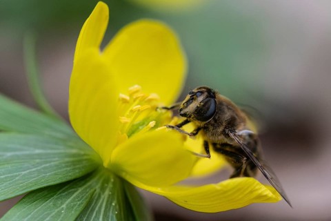 Winter aconite (Eranthis hyemalis) with garden wedge-spotted hoverfly (Eristalis lineata), Emsland,