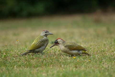 Green woodpecker (Picus viridis) adult bird and juvenile young bird two birds on a garden grass
