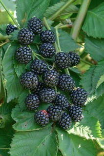 Spikeless blackberry (Rubus fruticosus 'Asterina'),  Germany