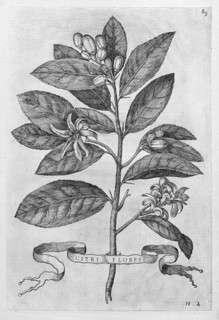Citri Flores, flowering lemon tree, citrus fruit, copperplate engraving from Giovanni Baptista