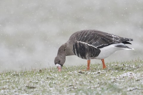 Greater White-fronted Goose (Anser albifrons) foraging, North Rhine-Westphalia, Germany