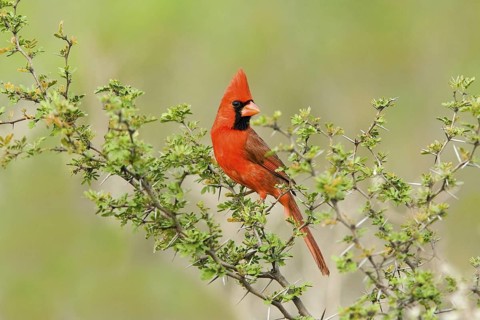 Northern Cardinal Cardinalis cardinalis Rio Grande City, Starr County, Texas, United States 30