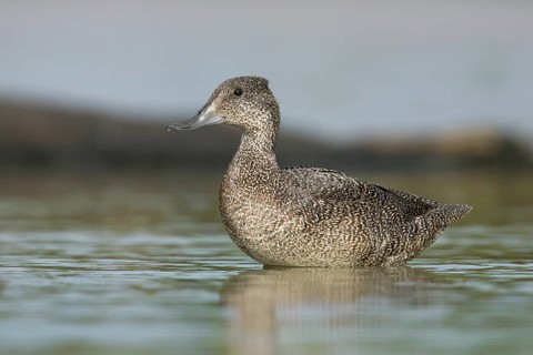 Freckled Duck (Stictonetta naevosa) female, Victoria, Australia
