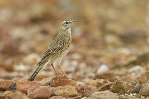 Australian Pipit (Anthus australis), New South Wales, Australia