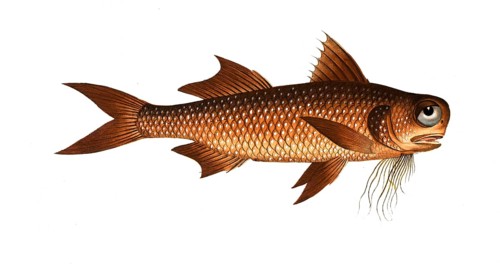Fish, Fish, genus of threadfins, Polynemus decadactylus, the Flat-Nose, Historical, digitally
