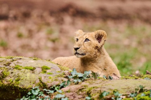 Asiatic lion (Panthera leo persica) cub lying on the ground, captive