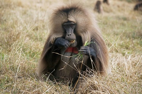 Africa, Ethiopia, Jelada, monkey, baboon, Theropithecus gelada, blood-breasted baboon, Ethiopia