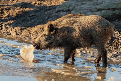 A young wild boar (Sus scrofa) crushes the ice from a small frozen pond and eats it