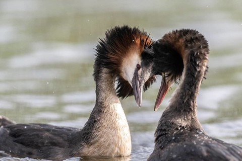 Great Crested Grebe (Podiceps cristatus), Emsland, Lower Saxony, Germany