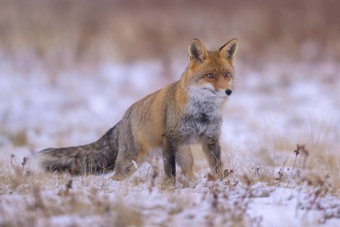 Red fox (Vulpes vulpes), foraging in a meadow covered with snow, biosphere reserve, Swabian Alb,