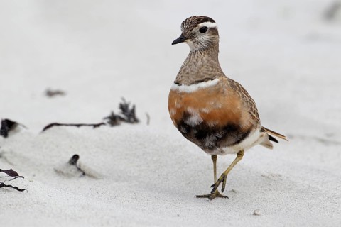 Mornellregenpfeifer, lat. Charadrius morinellus, läuft im Sand im Nordosten der Helgoländer Düne