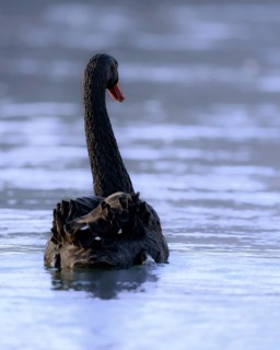 Black swan (Cygnus atratus) Mourning swan, red beak, close-up, swimming away, on the water,