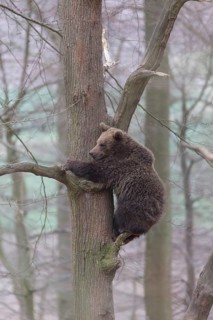 Young eurasian brown bear (Ursus arctos arctos)climbing down a tree in winter