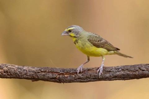 Mozambique Canary, Crithagra mozambica, Serinus mozambicus, Yellow-fronted Canary, Serin du