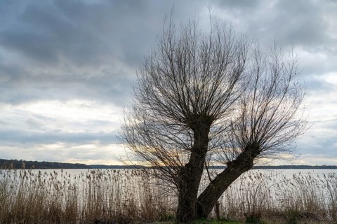 Evening mood at Lake Müritz, reeds and willow on the shore, clouds in the sky, Waren, Müritz,