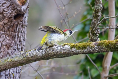 European green woodpecker (Picus viridis) female after mating, Germany