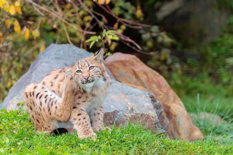 A young Eurasian lynx (Lynx lynx) in a green meadow and scratches his head with his hind leg