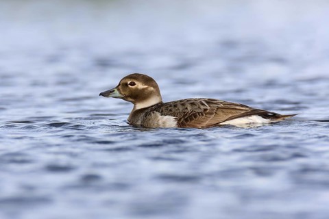 Long-tailed Duck (Clangula hyemalis) female, Varanger, Norway