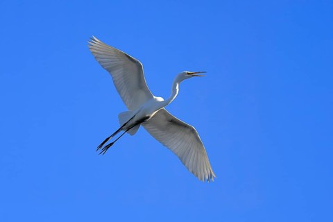 Great Egret (Ardea alba), adult, flying, calling, St. Augustine, Florida, USA, North America