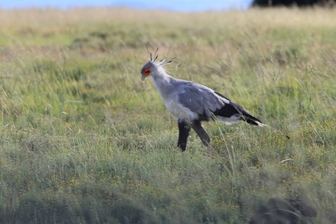 Secretary (Sagittarius serpentarius), adult, foraging, alert, Mountain Zebra National Park, Eastern