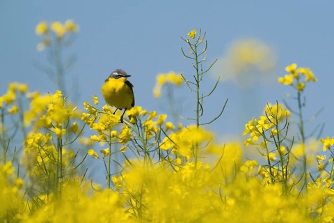 A grey wagtail (Motacilla f. flava) sitting on a flowering branch in the middle of a rape field,