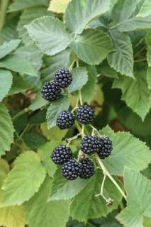 Thornless blackberry (Rubus fruticosus 'Chester Thornless'), Bundessortenamt, testing centre