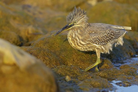 Animals, birds, heron, mangrove heron, (Butorides striatus), foraging in biotope, Quarayyat,