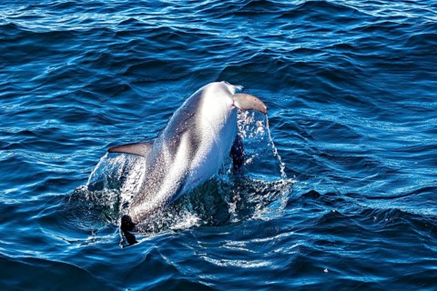 A dolphin dynamically jumps out of the water and creates splashes, The Clymene dolphin (Stenella