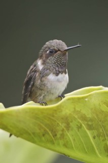 Volcano Hummingbird (Selasphorus flammula), Costa Rica
