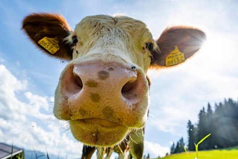 Young curious calf (Bos primigenius taurus), cow on an alpine meadow, snout stretched towards the