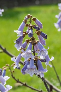 Chinese bluebell tree (Paulownia tomentosa), Saxon State Office for the Environment, Germany