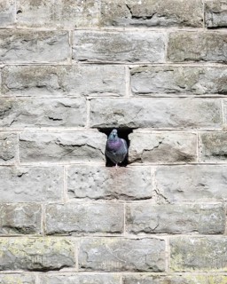 A city pigeon (Columba livia domestica) sits in a niche in a wall, a favourite nesting place for