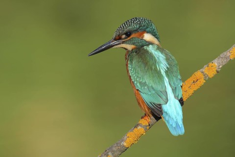 Common Kingfisher (Alcedo atthis) male, Andalusia, Spain
