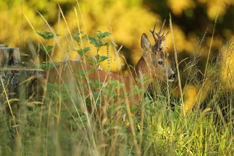 European roe deer (Capreolus capreolus) buck in evening light, Lower Austria, Austria