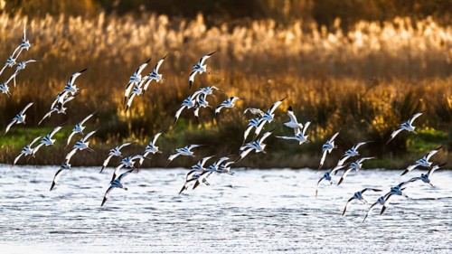 Pied Avocet, Recurvirostra avosetta, birds in flight over winter marshes, Devon, England, United