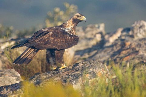 Spanish Imperial Eagle (Aquila adalberti) perched on the ground, Extremadura, Spain