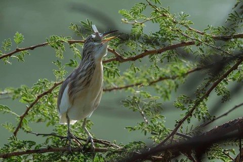 Squacco Heron (Ardeola ralloides) eating fish, Thies, Senegal