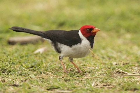Yellow-billed Cardinal (Paroaria capitata), Buenos Aires, Argentina