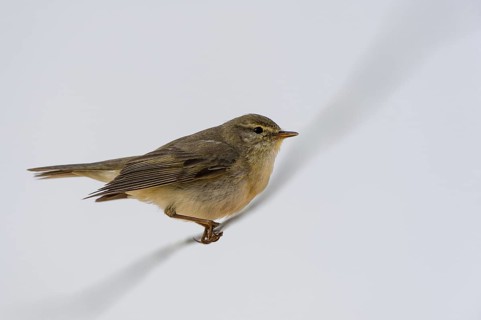 Willow Warbler (Phylloscopus trochilus), Schleswig-Holstein, Germany