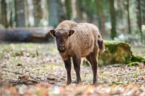 European bison (Bison bonasus) youngster in a forest in spring, Bavarian Forest, Germany