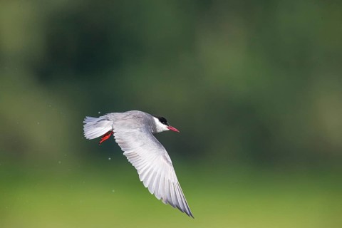 Whiskered Tern (Chlidonias hybridus) Hungary