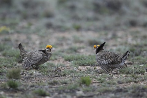 Lesser Prairie Chicken (Tympanuchus pallidicinctus) male, New Mexico, USA