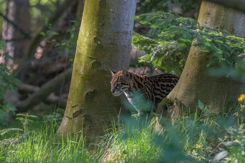 One Ocelot, Leopardus pardalis, resting in green vegetation between trees
