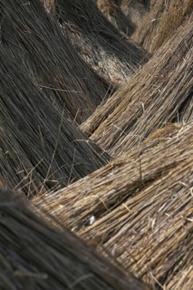 Common Reed (Phragmites communis) harvested bundles drying at Neusiedler Lake, Austria