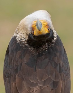 Northern Crested Caracara (Caracara cheriway), Texas, USA