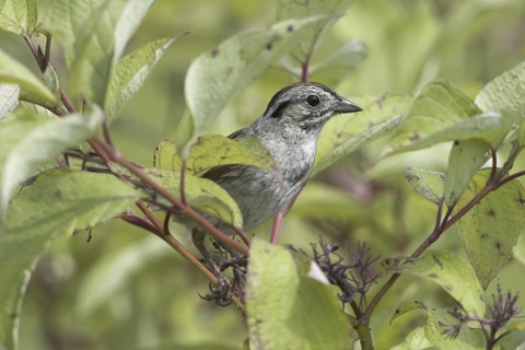 Swamp Sparrow (Melospiza georgiana), Ontario, Canada