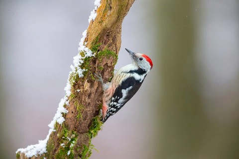 Middle Spotted Woodpecker (Dendrocopus medius) Germany